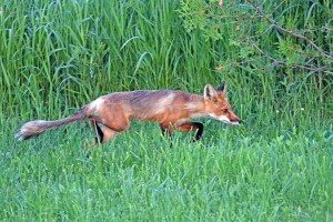 Stealthy Fox